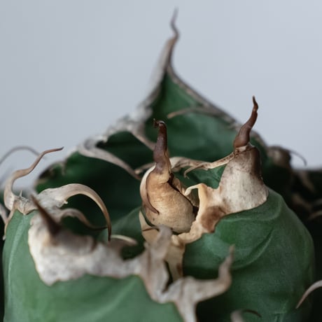 アガベ チタノタ 魔丸 OC株【発根管理中】agave titanota imps 多肉植物 珍奇植物 ANTIDOTE 静岡 通販 S1442