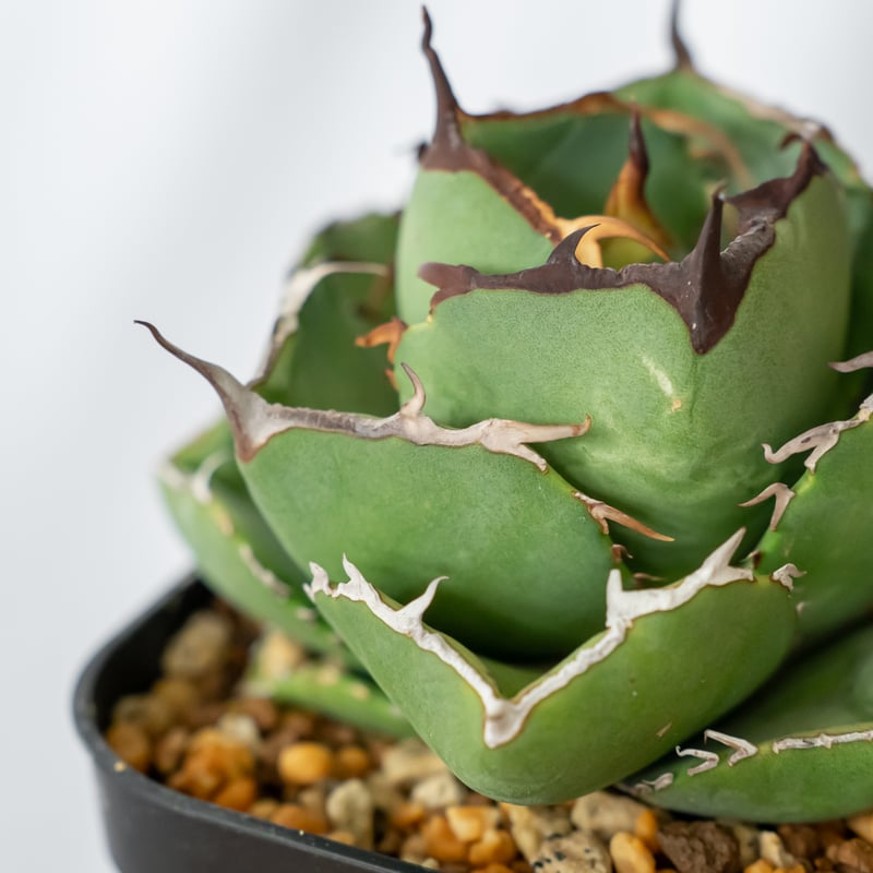 アガベ チタノタ 純血ジャガーノート 美株 OC株【発根管理中】Agave