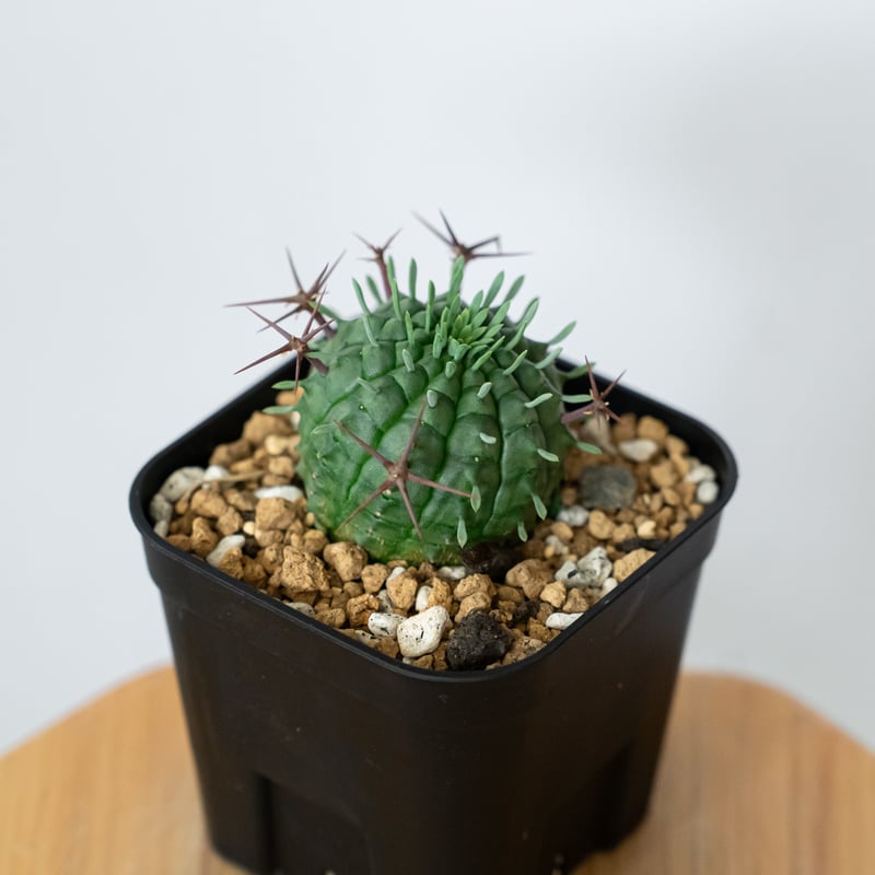 ユーフォルビア 群星冠 実生 Euphorbia stellispina 多肉植物 珍奇植物