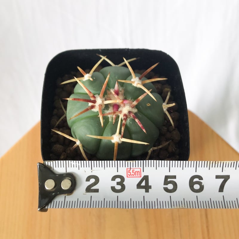 実生自根　エキノカクタス　太平丸　綴化?　モンスト?　抜き苗送料込み 太平丸 実生 A3330☆エキノカクタス サボテン☆「送料無料」浦部