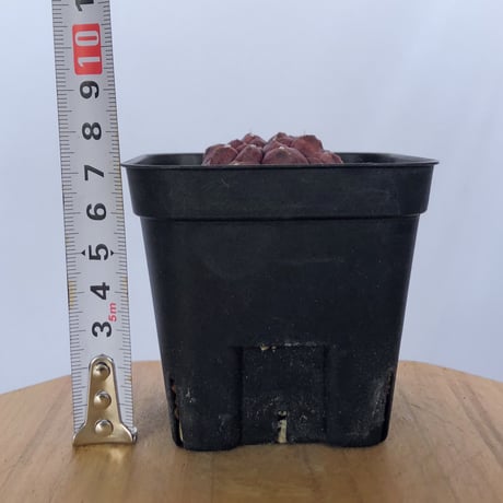 ギムノカリキウム デイドリーム 実生 Gymnocalycium Daydream サボテン 多肉植物 珍奇植物 静岡 ANTIDOTE 通販 S1147