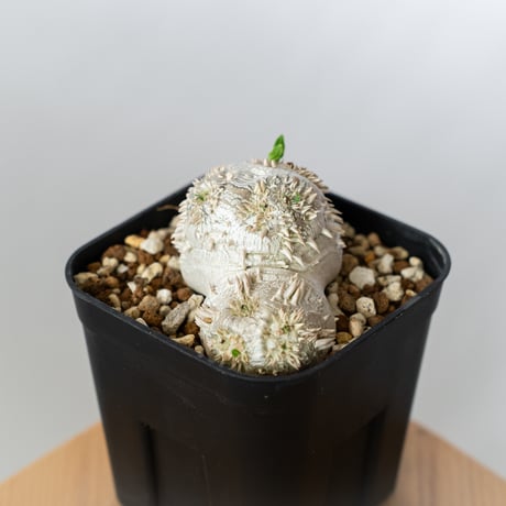 パキポディウム ブレビカウレ 恵比寿笑い 実生 Pachypodium brevicaule 塊根植物 コーデックス 多肉植物 珍奇植物 静岡 ANTIDOTE 通販 S1350