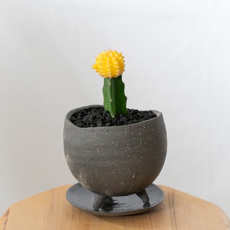 ギムノカリキウム ヒボタン 緋牡丹 鉢セット サボテン 多肉植物 観葉植物 インテリアグリーン 静岡 ANTIDOTE 通販 S877