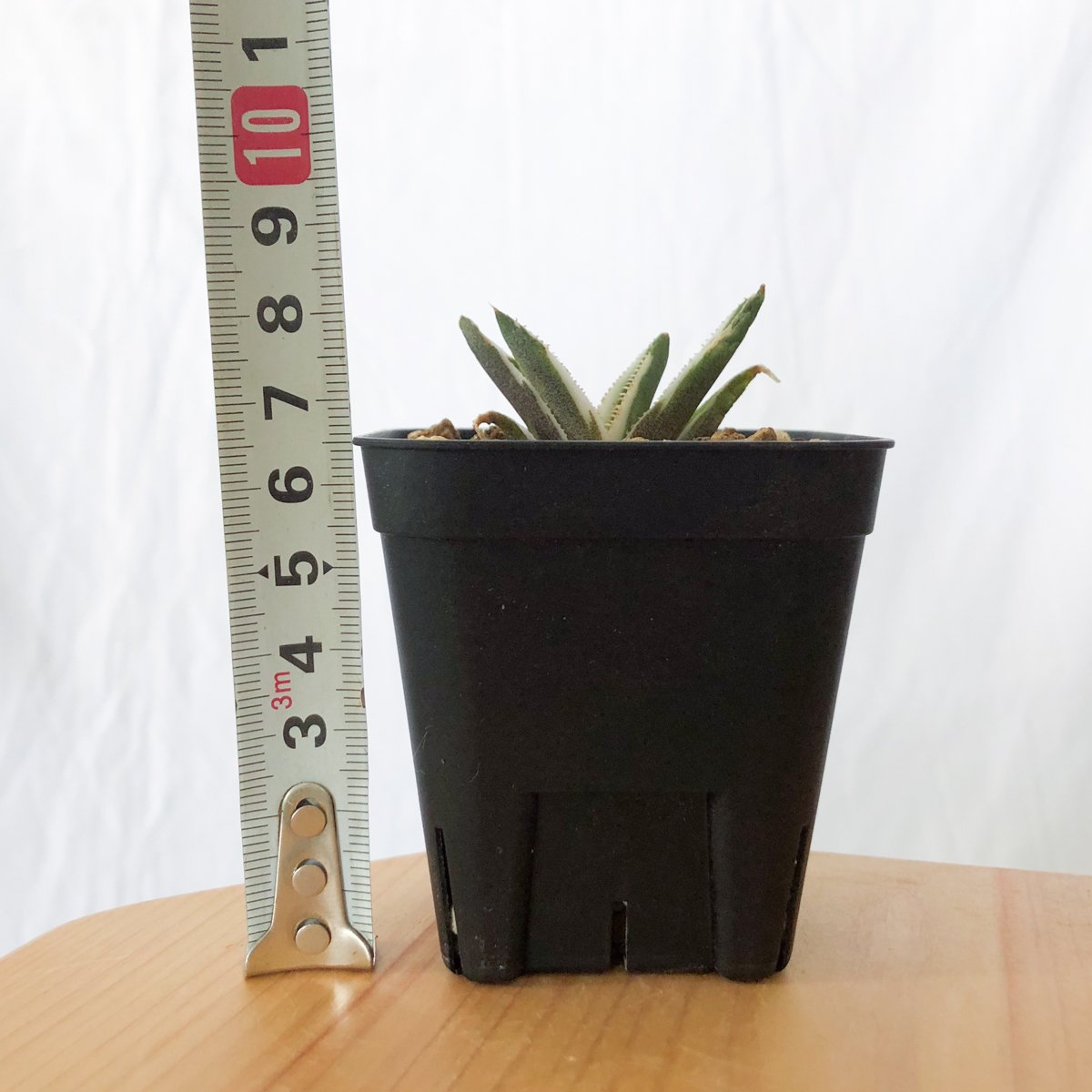 アガベ チタノタ 鷹の目 鷹眼【発根管理中】TC株 Agave titanota Hawk e アガベ チタノタ 鷹の目 鷹眼【発根管理中】TC株 Agave titanota Hawk e