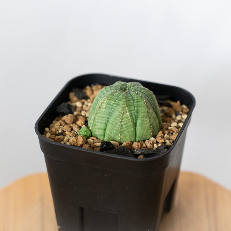 ユーフォルビア オベサ 実生 Euphorbia obesa 多肉植物 珍奇植物 静岡