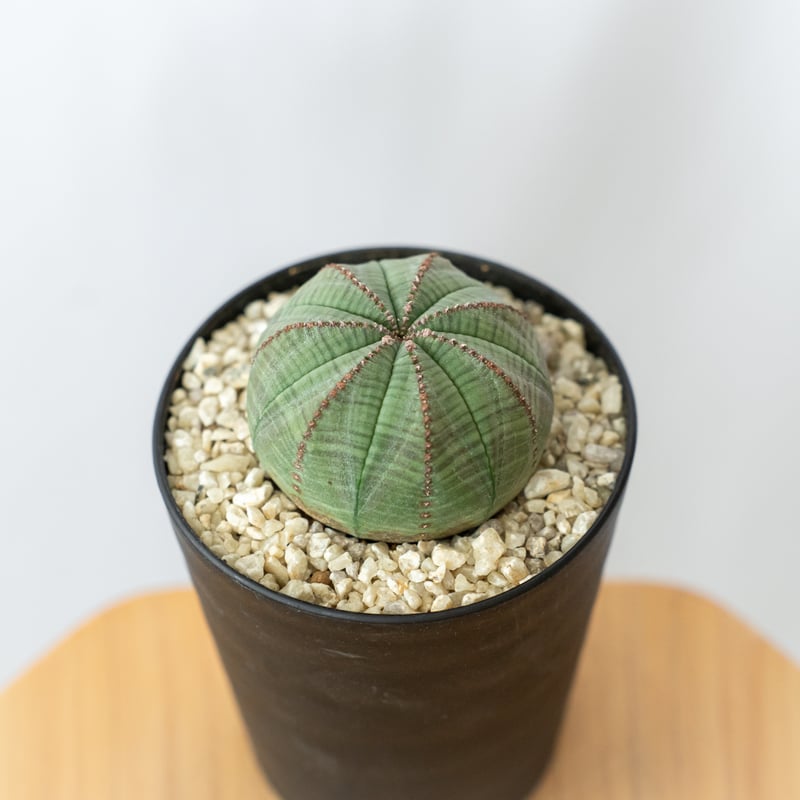 ユーフォルビア オベサ 美株 実生 Euphorbia obesa 多肉植物 珍奇植物
