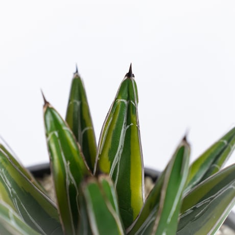 アガベ 笹の雪錦 OC株 Agave victoriae-reginae variegata 多肉植物 珍奇植物 ANTIDOTE 静岡 通販 S1164