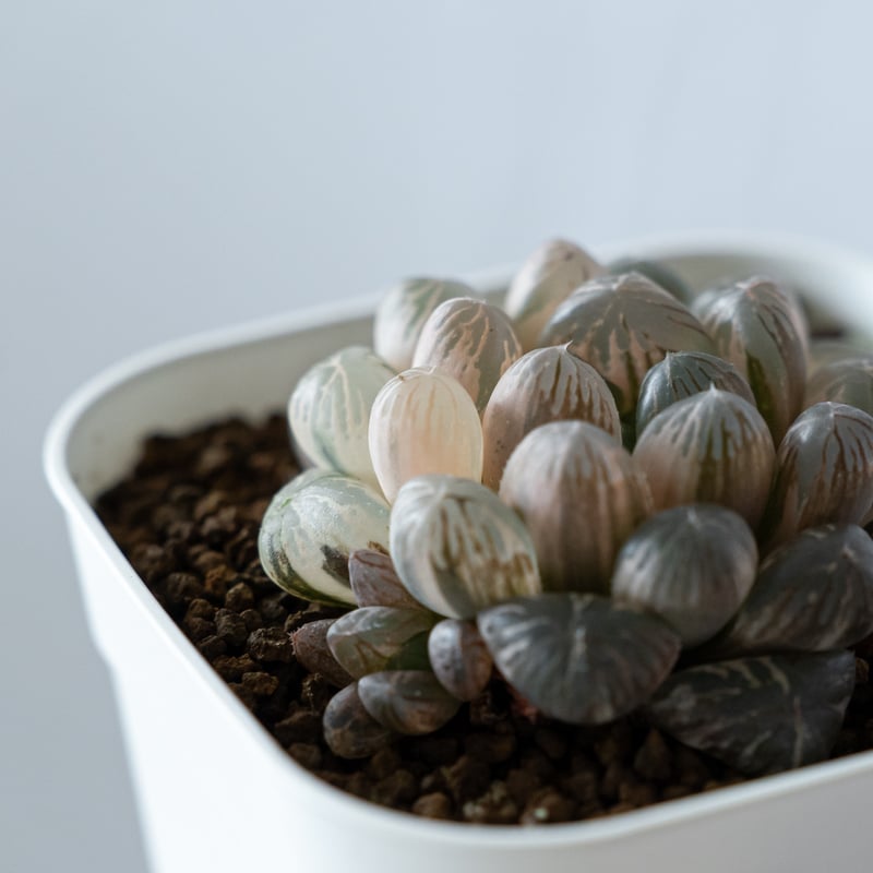 ハオルチア オブツーサ錦 舞姫錦 Haworthia obutusa 'Maihime' 多肉