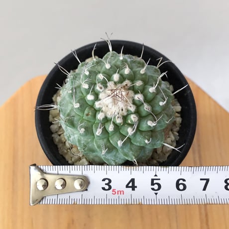 ストロンボカクタス 菊水 実生 Strombocactus discifromis 多肉植物 サボテン 珍奇植物 静岡 ANTIDOTE 通販 S920
