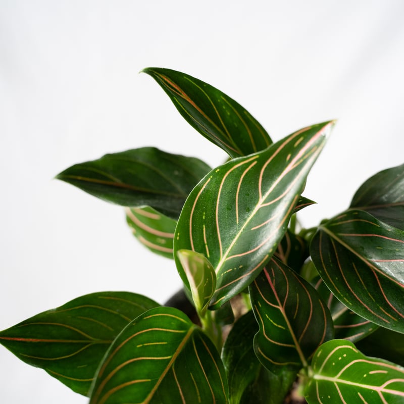 アグラオネマ ロタンダム アチェ Rotundum aceh アグラオネマ・ロタンダム