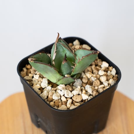 アガベ チタノタ 純血ジャガーノート OC株 Agave titanota Juggernaut 多肉植物 珍奇植物 静岡 通販 ANTIDOTE S707