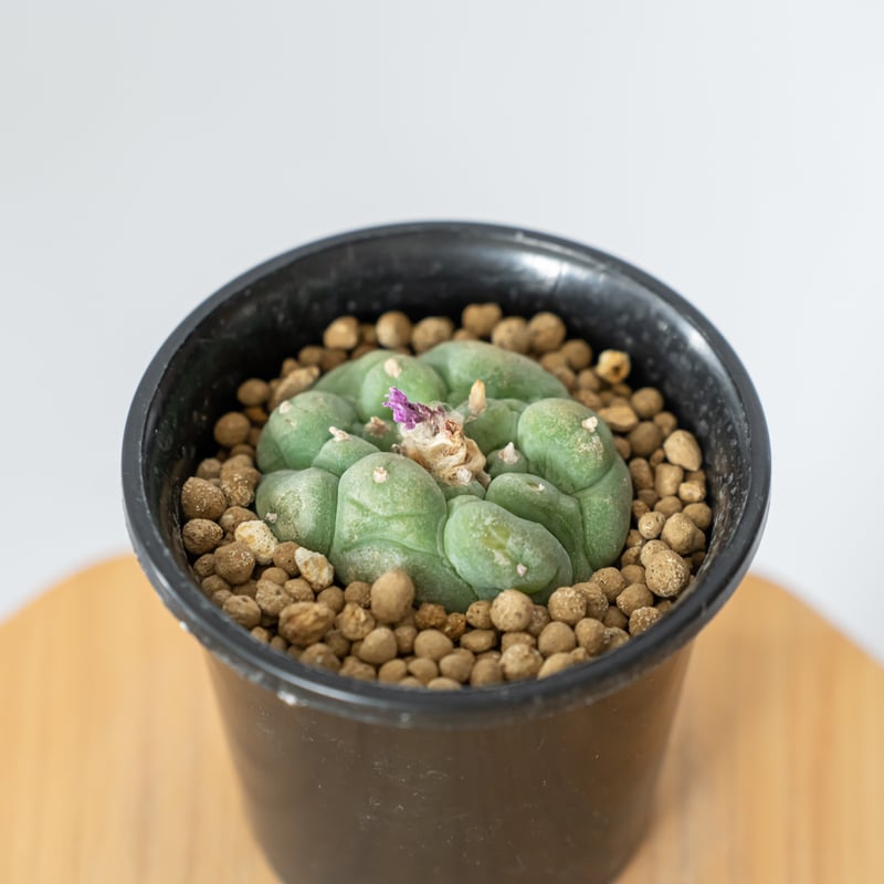 ロフォフォラ　疣銀冠玉錦　美株 ロフォフォラ 銀冠玉 大疣銀冠玉カキコ – Sigma Plants