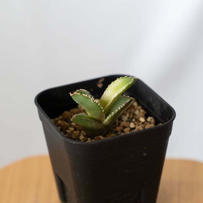 アガベ チタノタ 白豪刺【発根管理中】 Agave titanota TC株 多肉植物