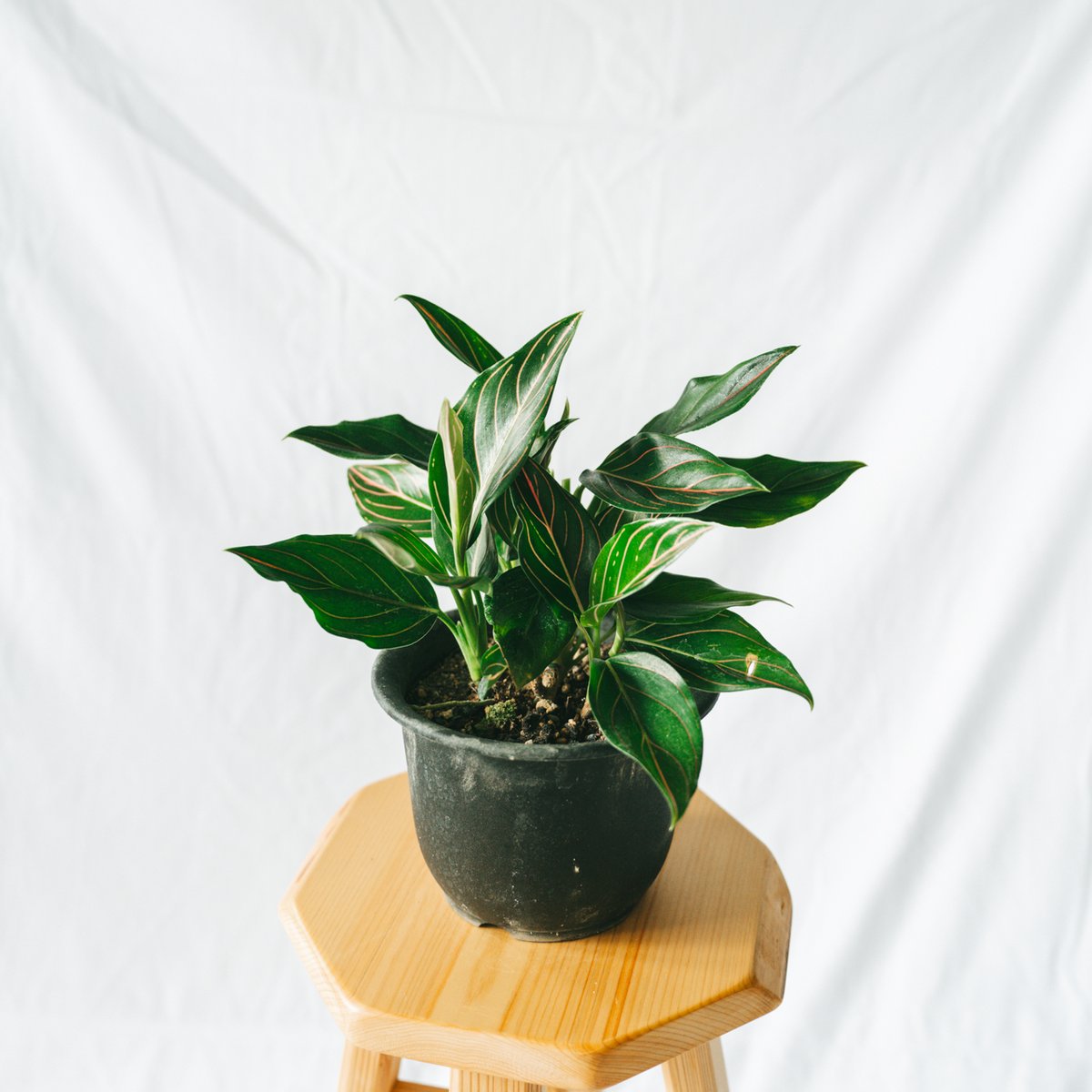 アグラオネマ ロタンダム aglaonema 観葉植物 静岡 ANTIDOTE 通販 S44 