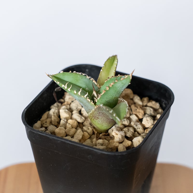 アガベ チタノタ 白豪刺 TC株 Agave titanota Byakugoshi 多肉