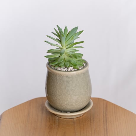 セデベリア ファンファーレ 鉢セット Sedeveria Fanfare 多肉植物 観葉植物 インテリアグリーン 静岡 ANTIDOTE 通販 S1296
