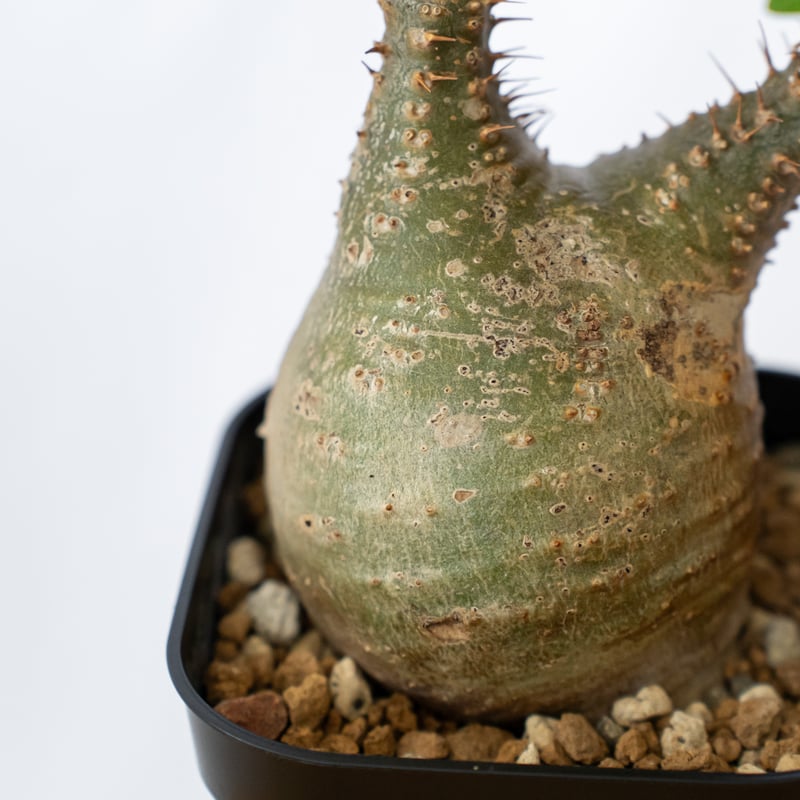 パキポディウム グラキリス 現地球 pachypodhium Gracilius 塊根植物 コ