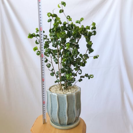 ベンジャミン バロック Ficus benjamina barok 観葉植物 インテリアグリーン 静岡 ANTIDOTE 通販 S1189