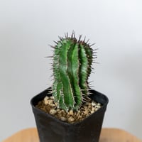 ユーフォルビア ホリダ 実生 Euphorbia horrida 多肉植物 珍奇植物 ANTIDOTE 静岡 通販 S1476