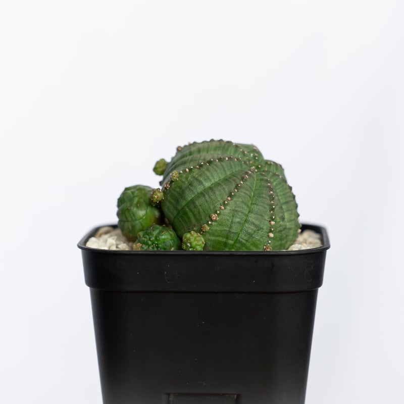 ユーフォルビア　シンメトリカ　希少　螺旋系　雌雄セット ユーフォルビア 仔吹きシンメトリカ Euphorbia symmetrica オベサ 多肉