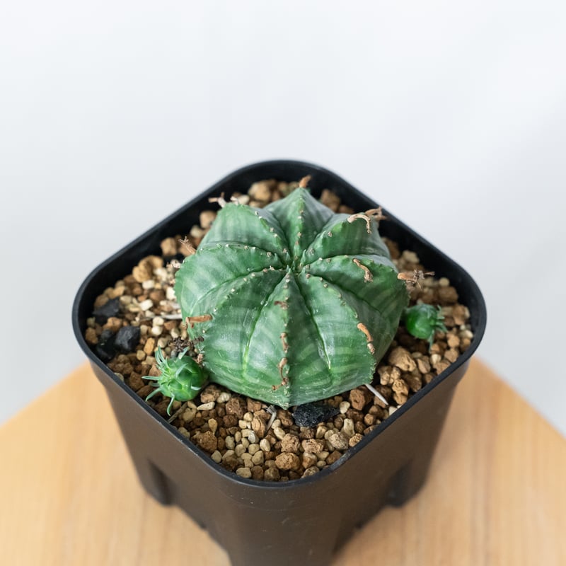 ユーフォルビア バリダ 子株付き 実生 Euphorbia super valida 多肉植物