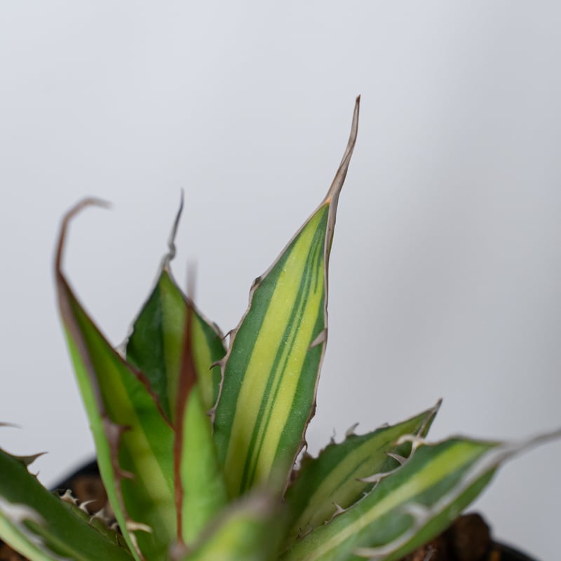 アガベ ホリダ 黄中斑 TC株【発根管理中】斑入り Agave horrida 多肉