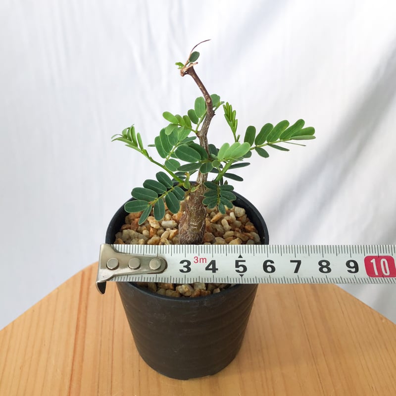 センナ メリディオナリス Senna Meridionalis 灌木コーデックス