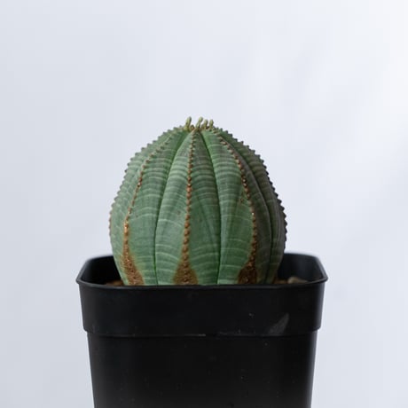 ユーフォルビア オベサ 実生 Euphorbia obesa 多肉植物 珍奇植物 静岡 ANTIDOTE 通販 S1490