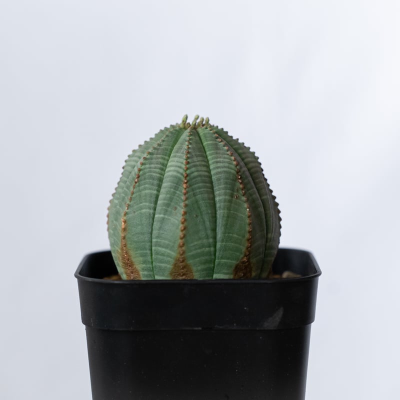 ユーフォルビア オベサ 実生 Euphorbia obesa 多肉植物 珍奇植物 静岡