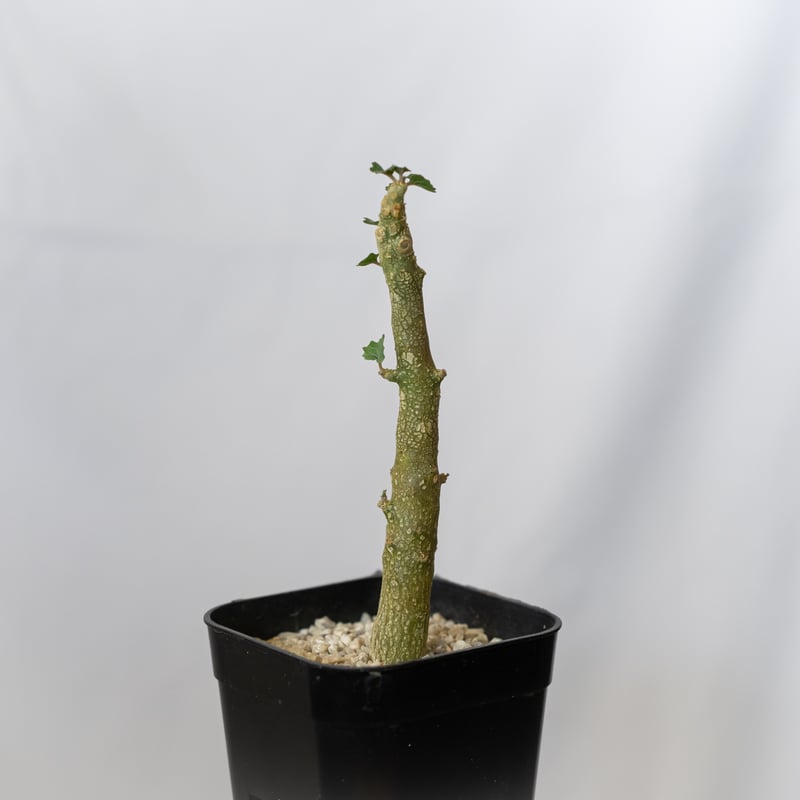 ドルステニア ジプソフィラ 実生 Dorstenia gypsophila 塊根植物 多肉