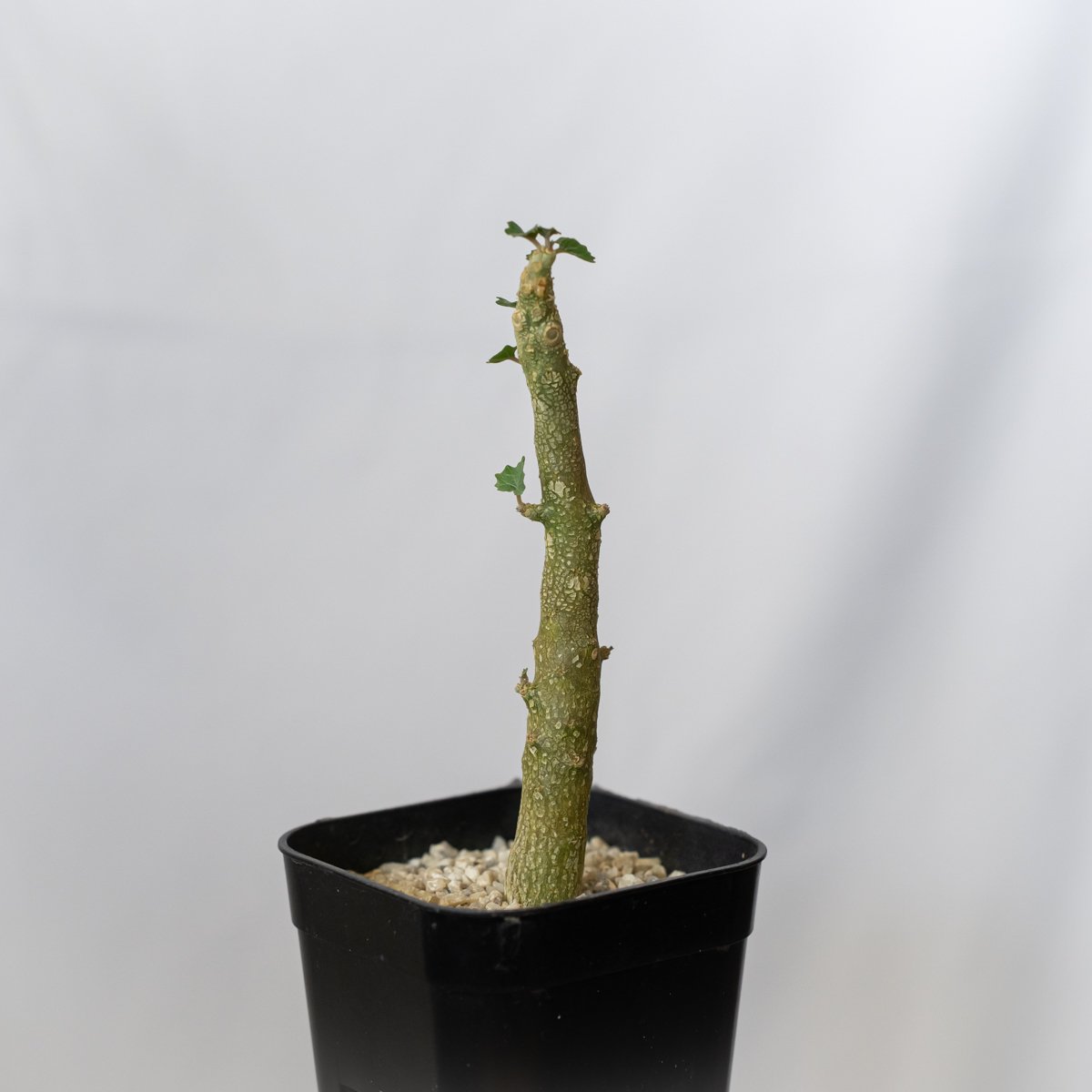 ドルステニア ジプソフィラ 実生 Dorstenia gypsophila 塊根植物 多肉