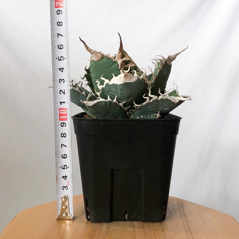 アガベ チタノタ 悪魔くん【発根管理中】TC株 Agave titanota Bakemono