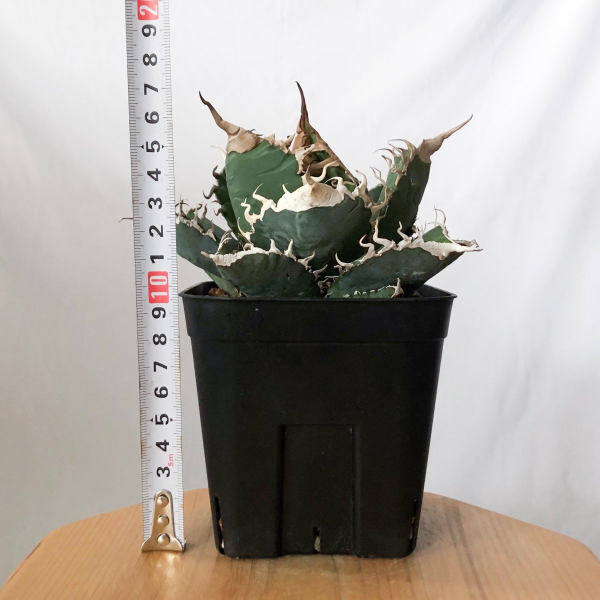 アガベ チタノタ 悪魔くん【発根管理中】TC株 Agave titanota Bakemono