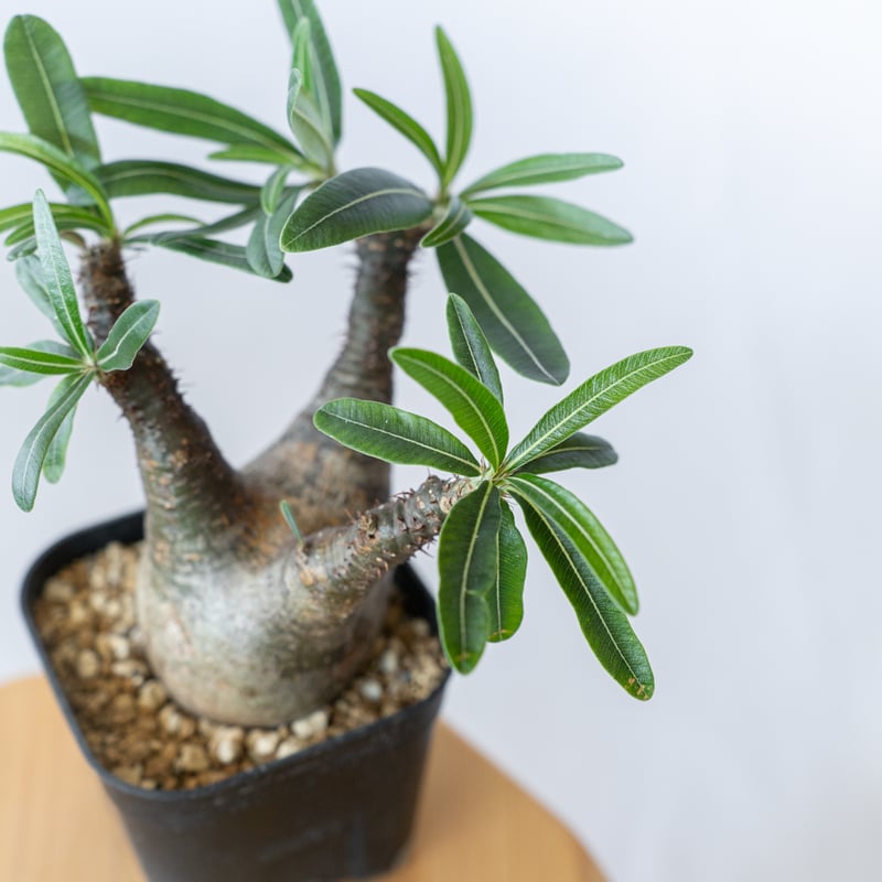 パキポディウム グラキリス pachypodhium Gracilius 塊根植物