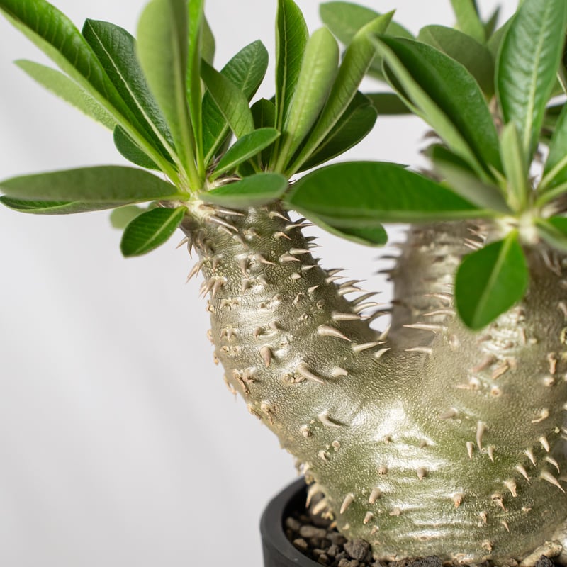 パキポディウム　恵比寿大黒　美株　鉢付き パキポディウム 恵比寿大黒 実生 美株 Pachypodium Densicaule 塊根植物