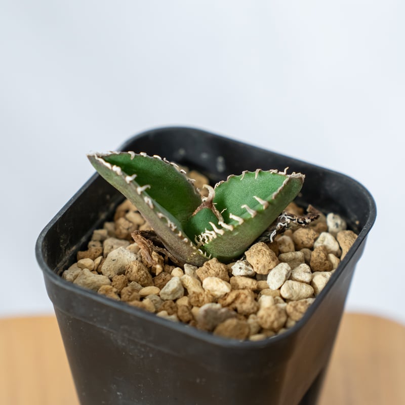 アガベ チタノタ 南アフリカダイヤモンド【発根管理中】TC株 Agave アガベ チタノタ 南アフリカダイヤモンド【発根管理中】TC株 Agave
