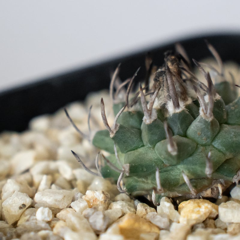ツルビニカルプス 昇竜丸 実生 Turbinicarpus Schmiedickeanus サ