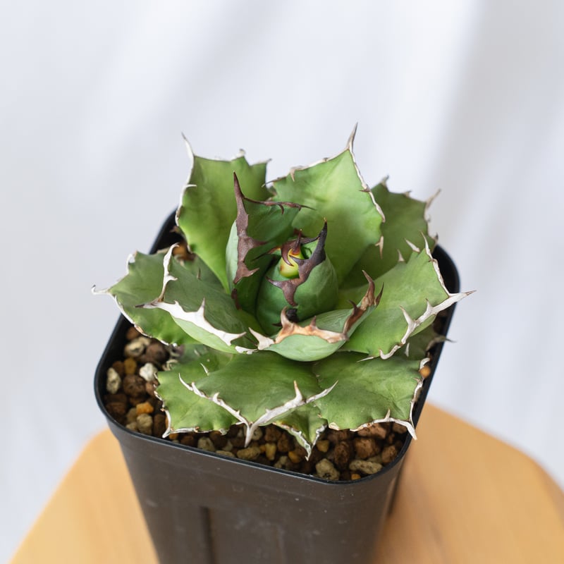 発根管理中】アガベ チタノタ 姫厳龍 Agave titanota 美株 多肉