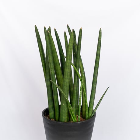 サンスベリア スタッキー Sansevieria stuckyi  観葉植物 多肉植物 インテリアグリーン 静岡 ANTIDOTE 通販 S1176