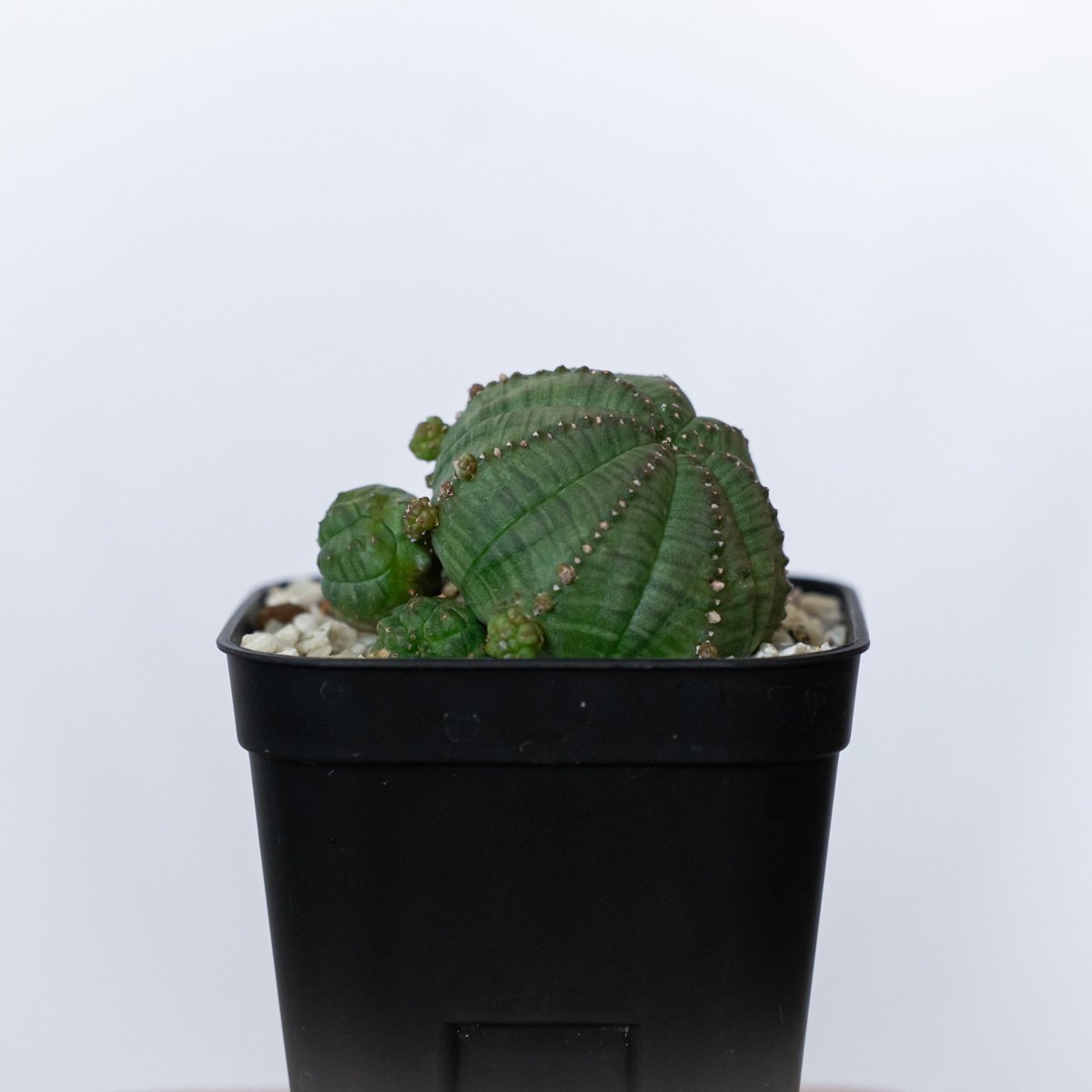 ユーフォルビア 仔吹きシンメトリカ Euphorbia symmetrica オベサ 多肉