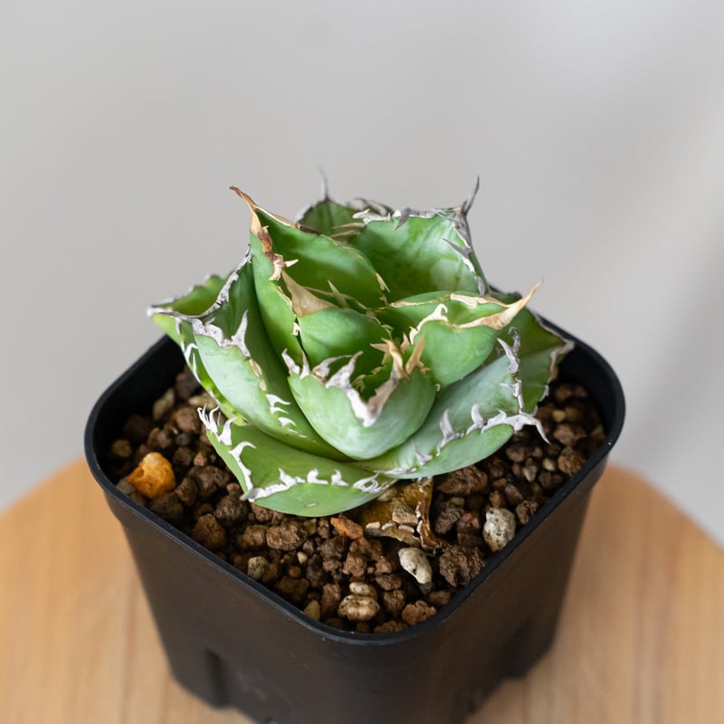 アガベ チタノタ フィリグリー OC株 agave titanota filigree 多肉植