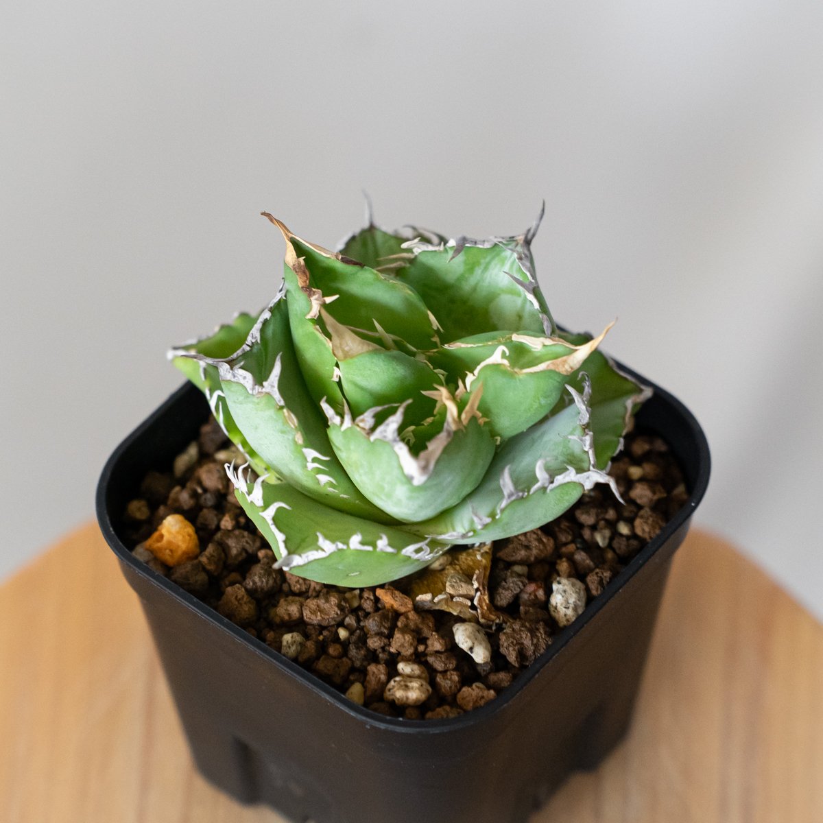 【美株コンパクト】アガベ チタノタ フィリグリー 覆輪斑入り株 アガベ チタノタ フィリグリー OC株 agave titanota filigree 多肉植