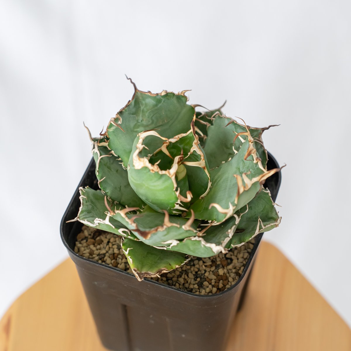 アガベ チタノタ 白鯨 Agave titanota White Whale 多肉植物 珍奇植