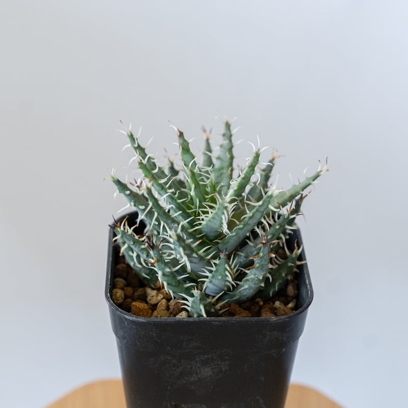 アロエ エリナケア Aloe melanacantha v. erinacea 多肉植物 珍奇