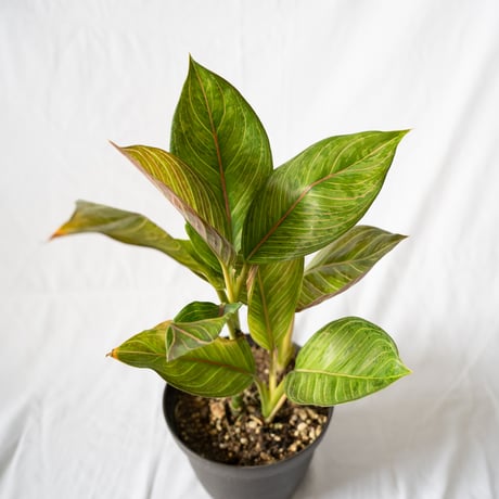 アグラオネマ レッドアーミー aglaonema 観葉植物 静岡 ANTIDOTE 通販 S４０