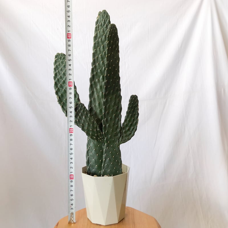 アズテキウム【花籠】サボテン实生 アズテキウム【花籠