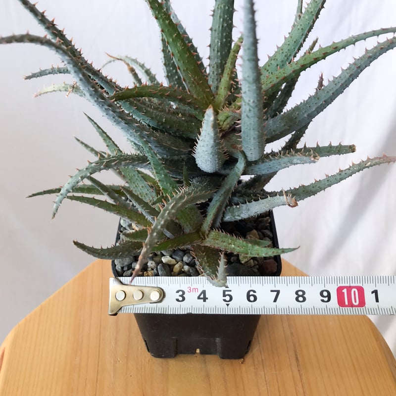 アロエ カスティロニアエ × パルブラ Aloe hybrid A.castilloniae