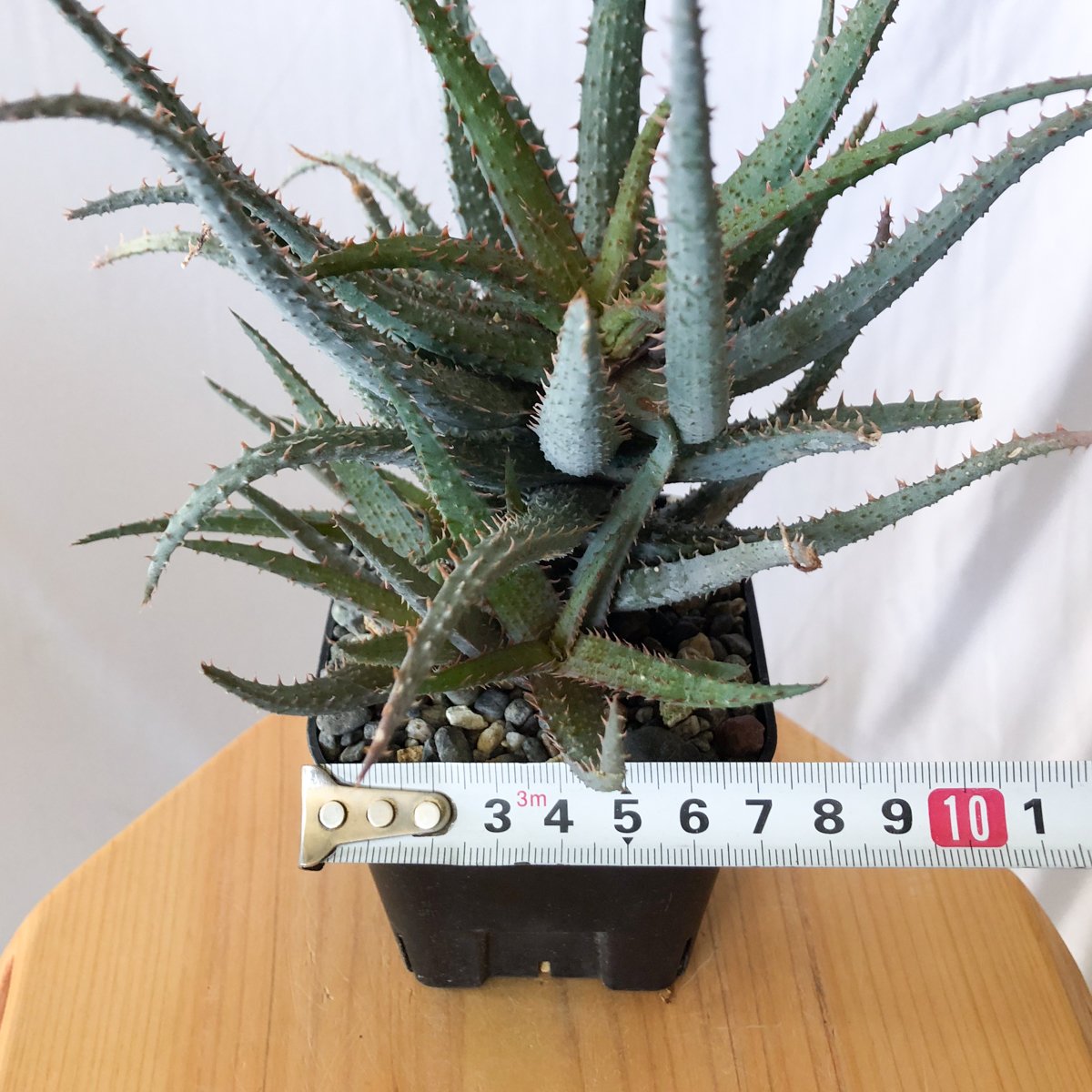 アロエ カスティロニアエ × パルブラ Aloe hybrid A.castilloniae