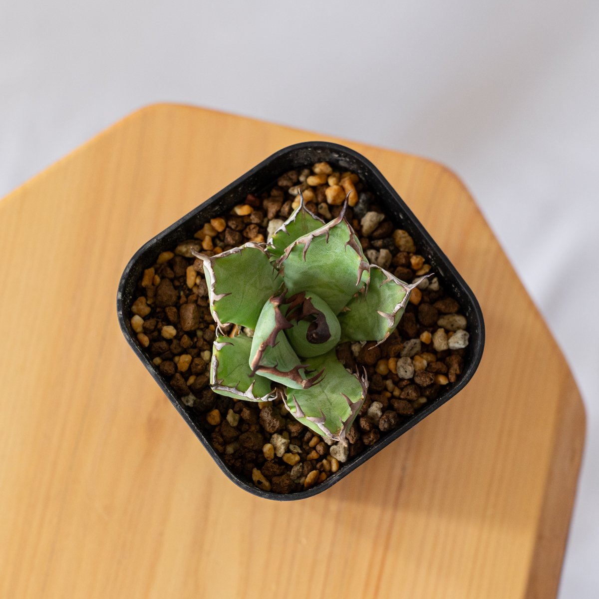 アガベ チタノタ 黒鯨 Agave titanota Black Whale 多肉植物
