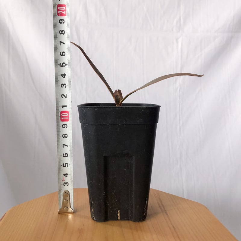 ウェルウィッチア 奇想天外 Welwitschia mirabilis サバクオモト キソウ